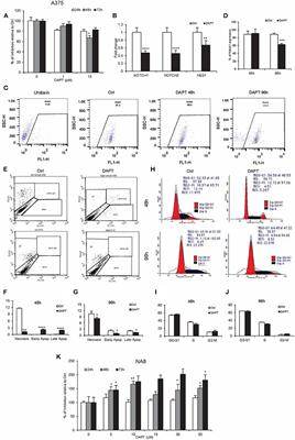 Long-Term Inhibition of Notch in A-375 Melanoma Cells Enhances Tumor Growth Through the Enhancement of AXIN1, CSNK2A3, and CEBPA2 as Intermediate Genes in Wnt and Notch Pathways